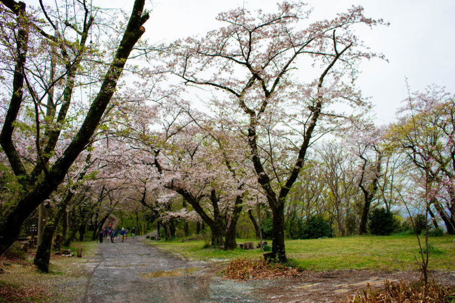 桜並木の様子